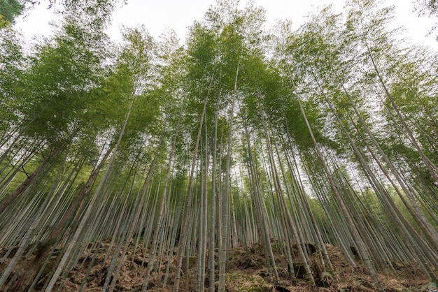 El bosque de bambú en el campo está lleno de bambú verde recto.