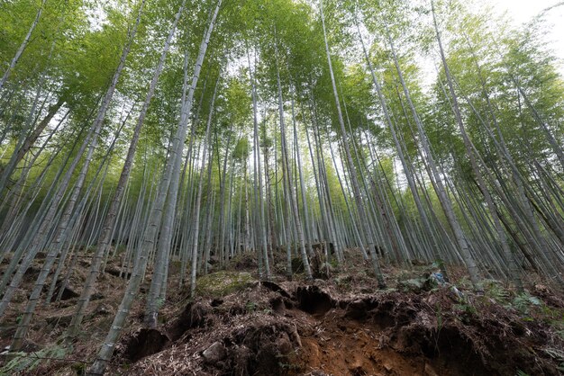 El bosque de bambú en el campo está lleno de bambú verde recto.