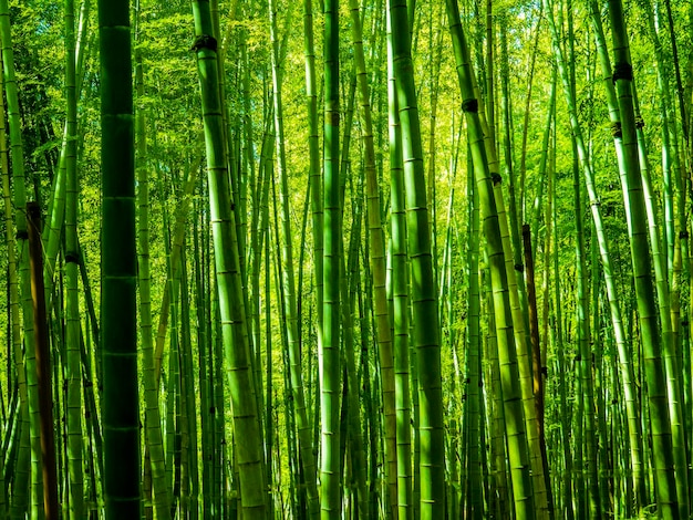 bosque de bambú cerca de la costa del mar negro