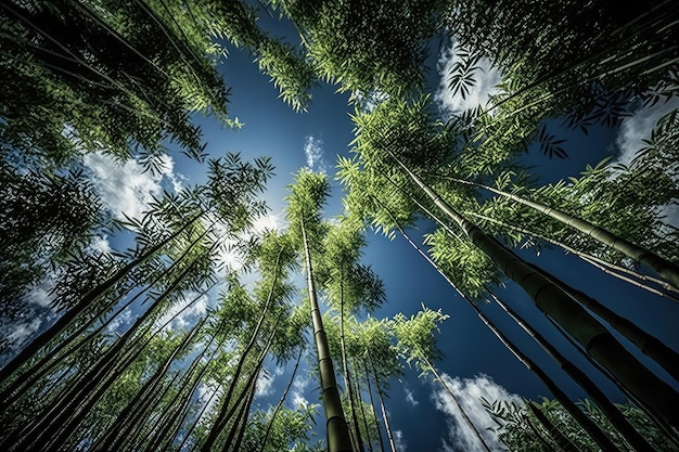 Bosque de bambú con cielo azul claro y nubes esponjosas arriba