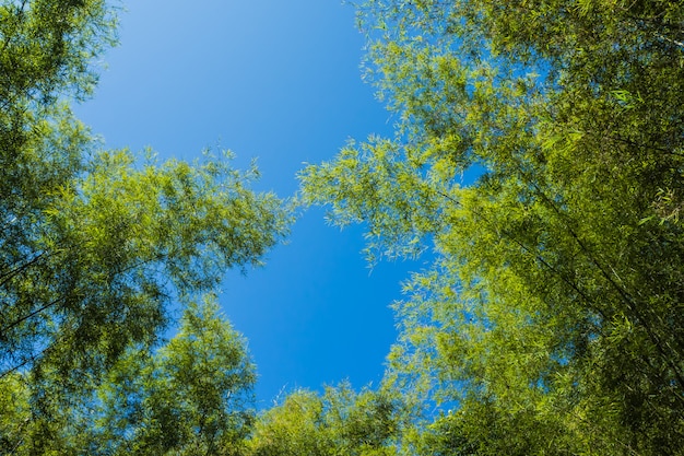 bosque de bambú con cielo azul