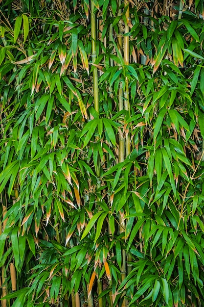 bosque de bambú denso