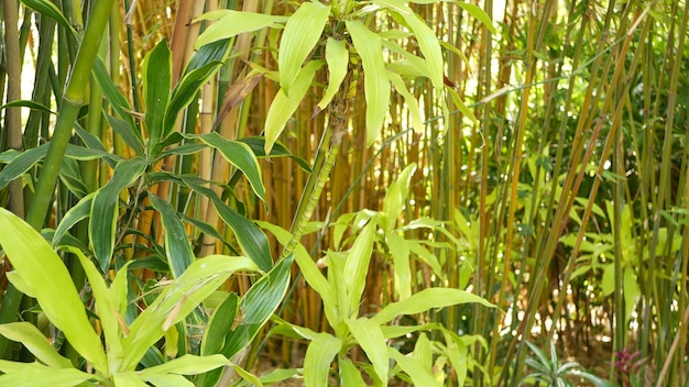 Bosque de bambú, exótica atmósfera tropical asiática. Árboles verdes en el jardín zen del feng shui meditativo. Arboleda tranquila tranquila, frescura de armonía matutina en matorral. Estética oriental natural japonesa o china.