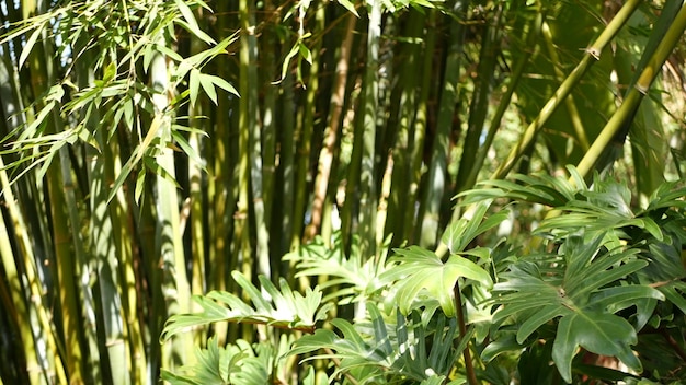 Bosque de bambú, exótica atmósfera tropical asiática. Árboles verdes en el jardín zen del feng shui meditativo. Arboleda tranquila tranquila, frescura de armonía matutina en matorral. Estética oriental natural japonesa o china.