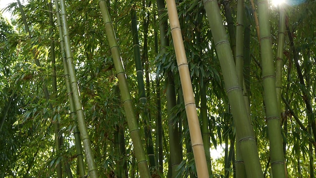 Bosque de bambú, exóticos árboles tropicales asiáticos en el jardín zen de feng shui oriental japonés o chino.