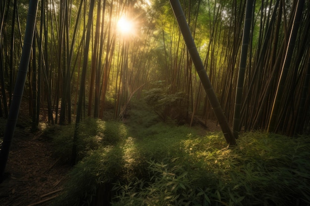 Bosque de bambú durante la hora dorada justo antes de la puesta del sol