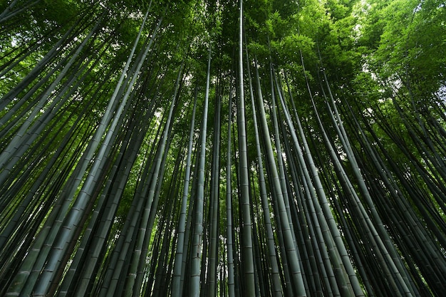 Bosque de bambú de Japón