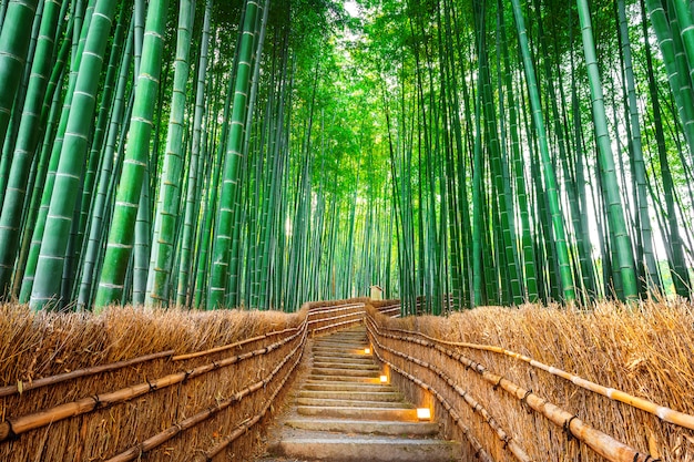 Bosque de bambú en Kyoto, Japón