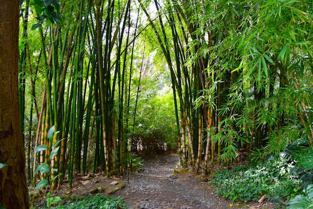 Bosque de bambú en un lugar escondido en China