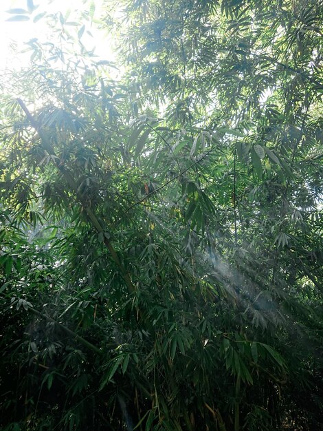 Bosque de bambú con la luz del sol entre las ramas