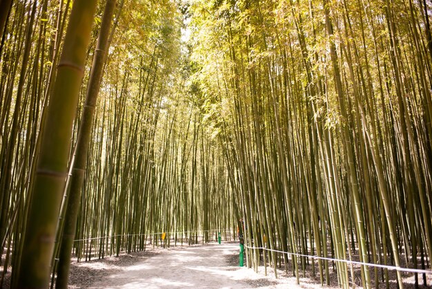 Un bosque de bambú a la luz del sol