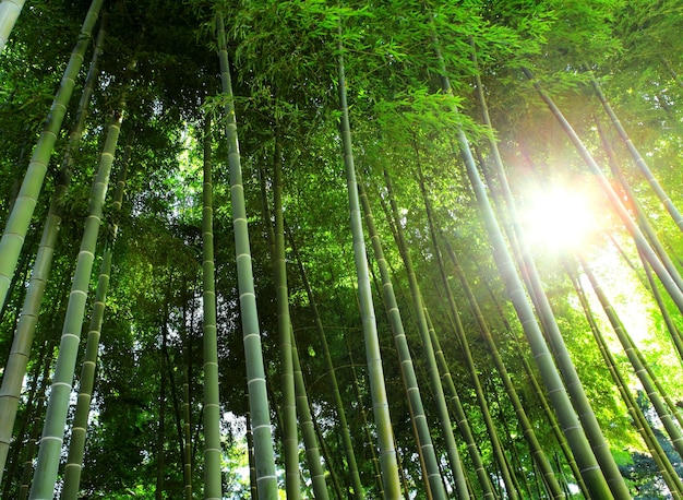 Bosque de bambú con luz solar.