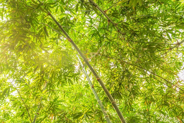 Bosque de bambú con luz solar