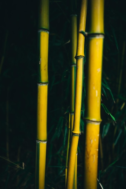 bosque de bambú en la mañana