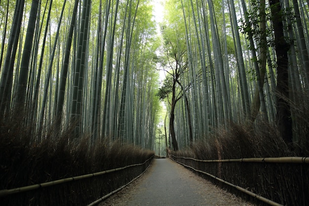 Bosque de bambú con pasarela en Kioto, Japón