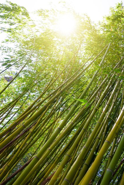 Foto bosque de bambú con plantas verdes en japón