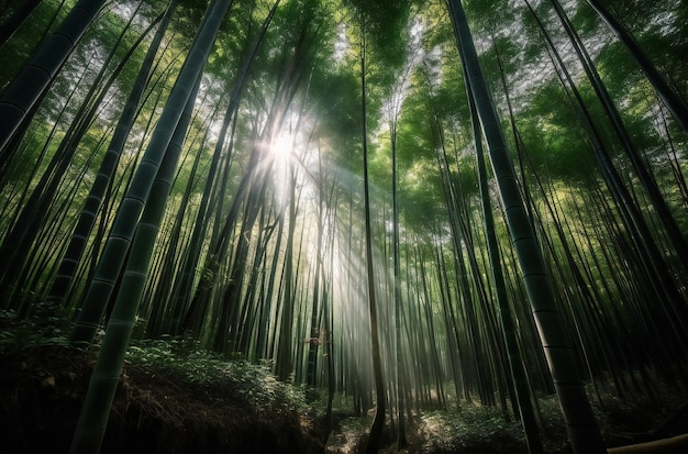 Un bosque de bambú con el sol brillando a través de los árboles.