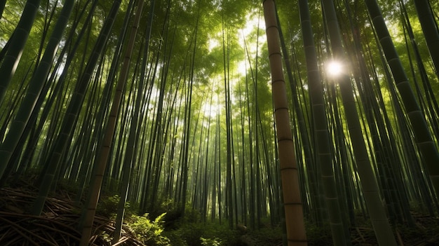 Un bosque de bambú con el sol brillando a través de los árboles.