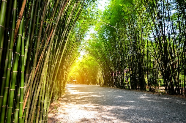 Bosque de bambú en Tailandia