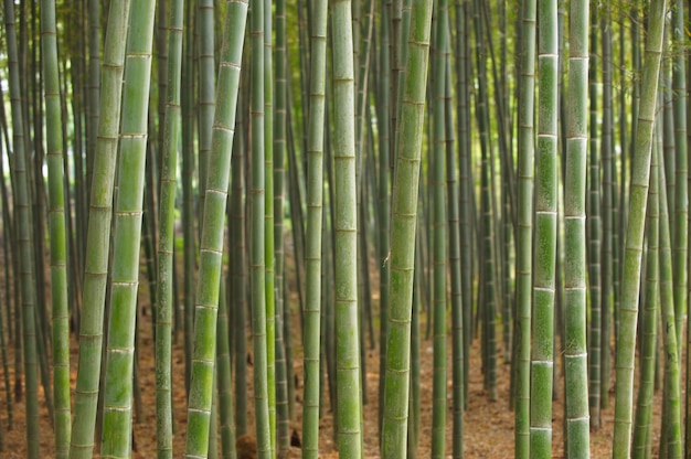 Bosque de bambú verde en China