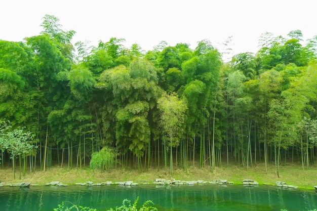 bosque de bambú