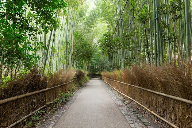 bosque de bambú