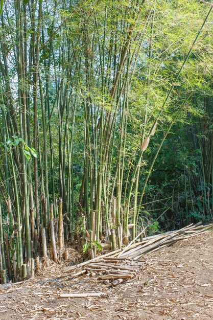 Foto el bosque de bambú