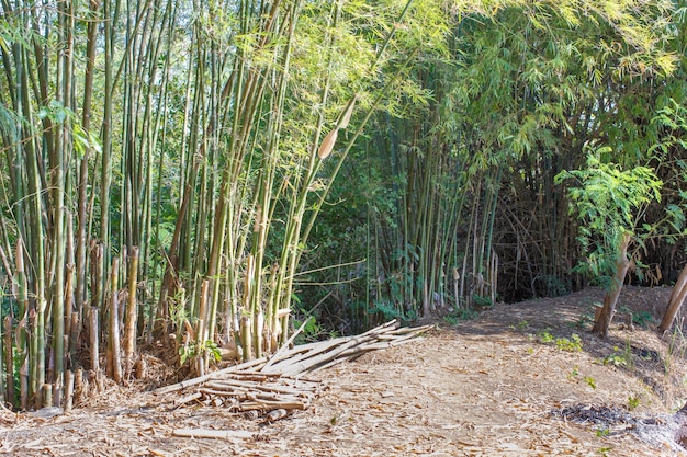 El bosque de bambú