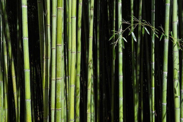 Bosque de bambú.