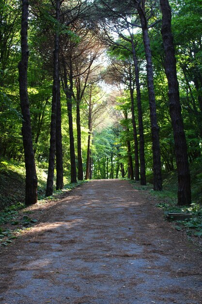 Bosque de Belgrado de Estambul Carretera de tierra entre pinos pinos endémicos
