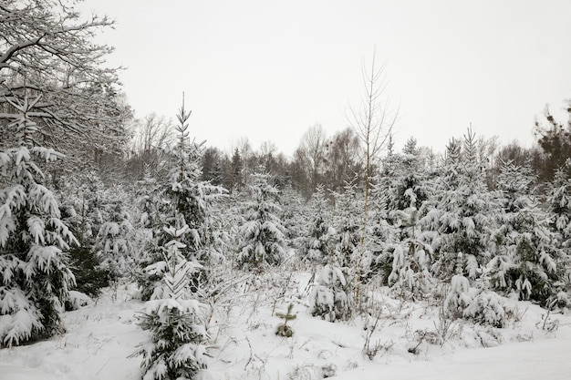 Bosque blanco de invierno con árboles de diferentes tipos, nieve en la temporada de invierno