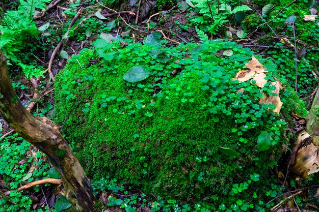 Foto bosque de boj. rize - turquía