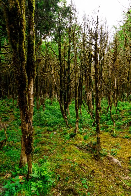 Foto bosque de boj. rize - turquía