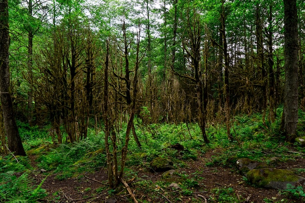 Bosque de boj. Rize - Turquía