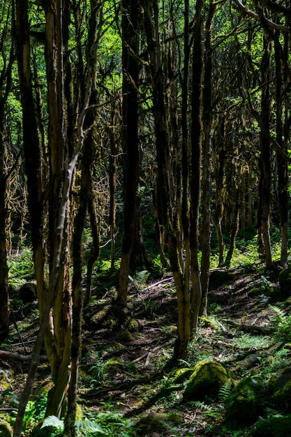 Bosque de boj. Rize - Turquía