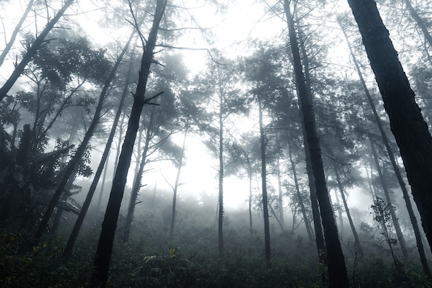 Bosque en el brumoso día lluvioso, helechos y árboles