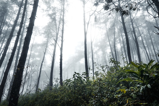 Bosque en el brumoso día lluvioso, helechos y árboles