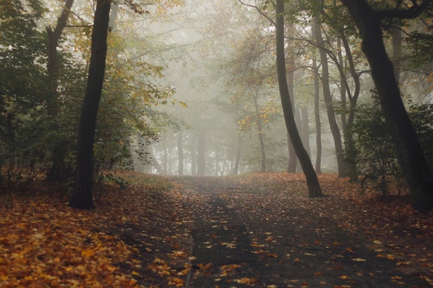 Bosque brumoso mañana de otoño