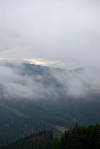 Bosque brumoso en las montañas Bukovel UcraniaxA