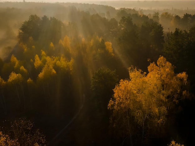 Bosque brumoso en la niebla de la mañana