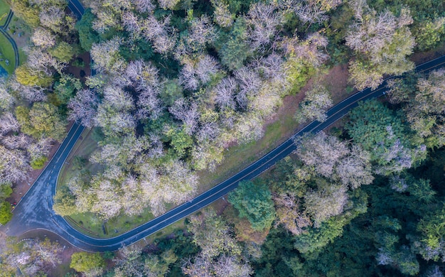 Foto bosque caducifolio y carretera cerca de la presa de sirikit