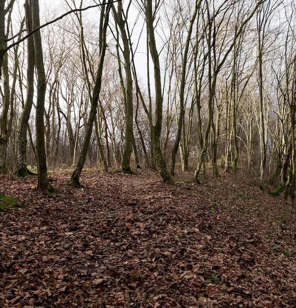 Bosque caducifolio deprimido sin hojas en la temporada de otoño, paisaje