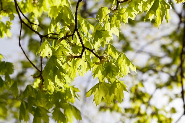 Bosque caducifolio en el que florecieron las yemas de arce con follaje verde joven