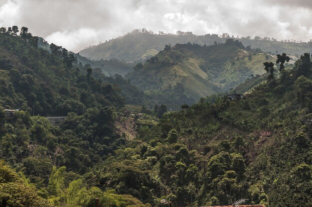 bosque cafetero Colombia manizales verde