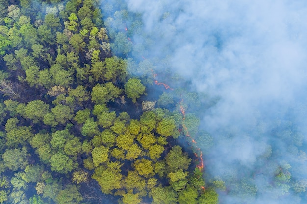 El bosque en California con un incendio forestal panorámico aéreo está quemando árboles, humo, fuego, pasto seco