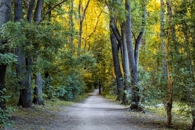 Bosque con camino cerca de hileras de árboles