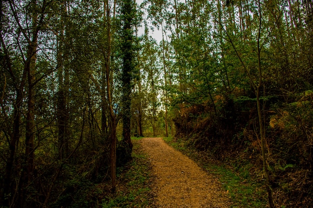 Un bosque con un camino y muchos árboles con colores otoñales.