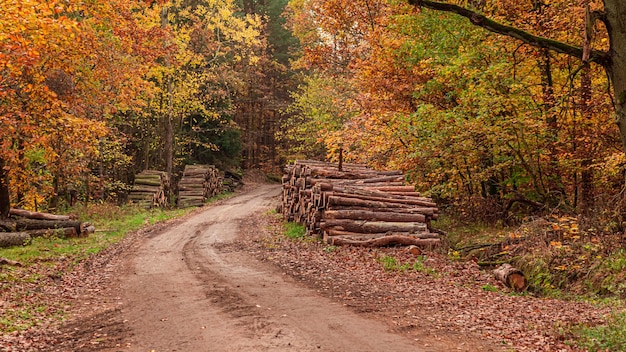 Bosque y camino rural en otoño Naturaleza durante el otoño Polonia