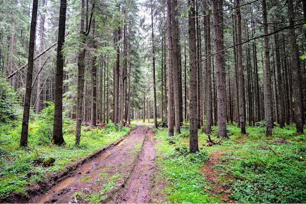 Bosque camino sinuoso pantanoso con charcos entre árboles