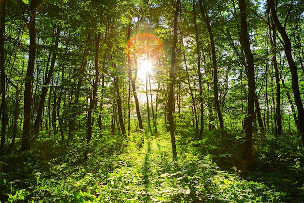 Bosque con camino y sol brillante brillando a través de los árboles.